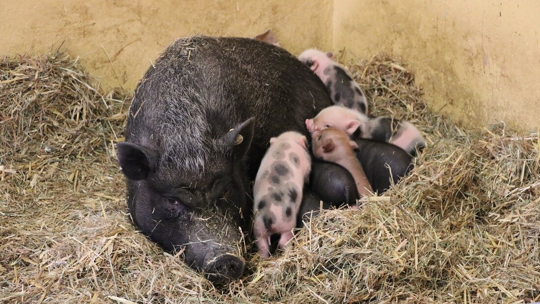 Im Bild ist eine Minischwein-Sau zu sehen, An ihrem Bauch säugen mehrere kleine Ferkelchen. Das Muttertier hat ein dunkelbraunes Fell. Die Ferkelchen haben verschiedenfarbiges Fell, von rosa mit schwarzen Flecken, über braun bis schwarz. Muttertier und Nachwuchs liegen auf Stroh in der Ecke eines Raumes, der hellbeige Wände hat.