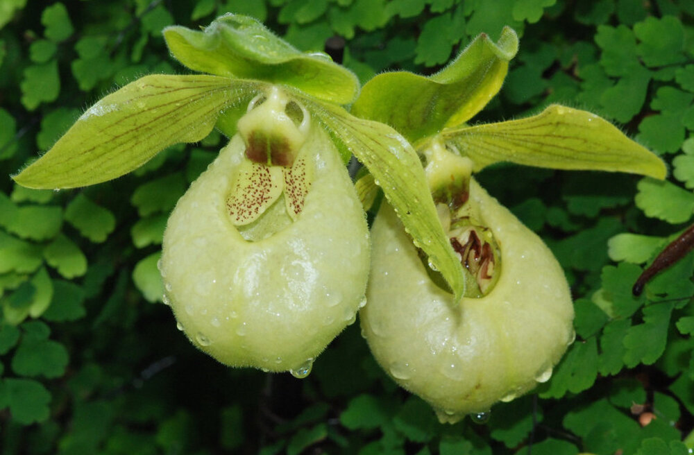 Orchidee im Botanischen Garten Chemnitz