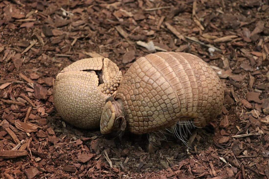 Erwachsenes Kugelgürteltier neben eingekugeltem Jungtier auf einem Grund aus brauenem Mulch