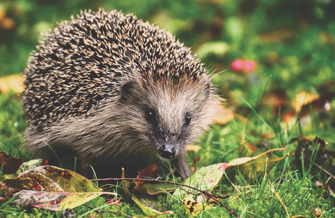 Zu sehen ist ein Igel, der über eine Wiese läuft. 