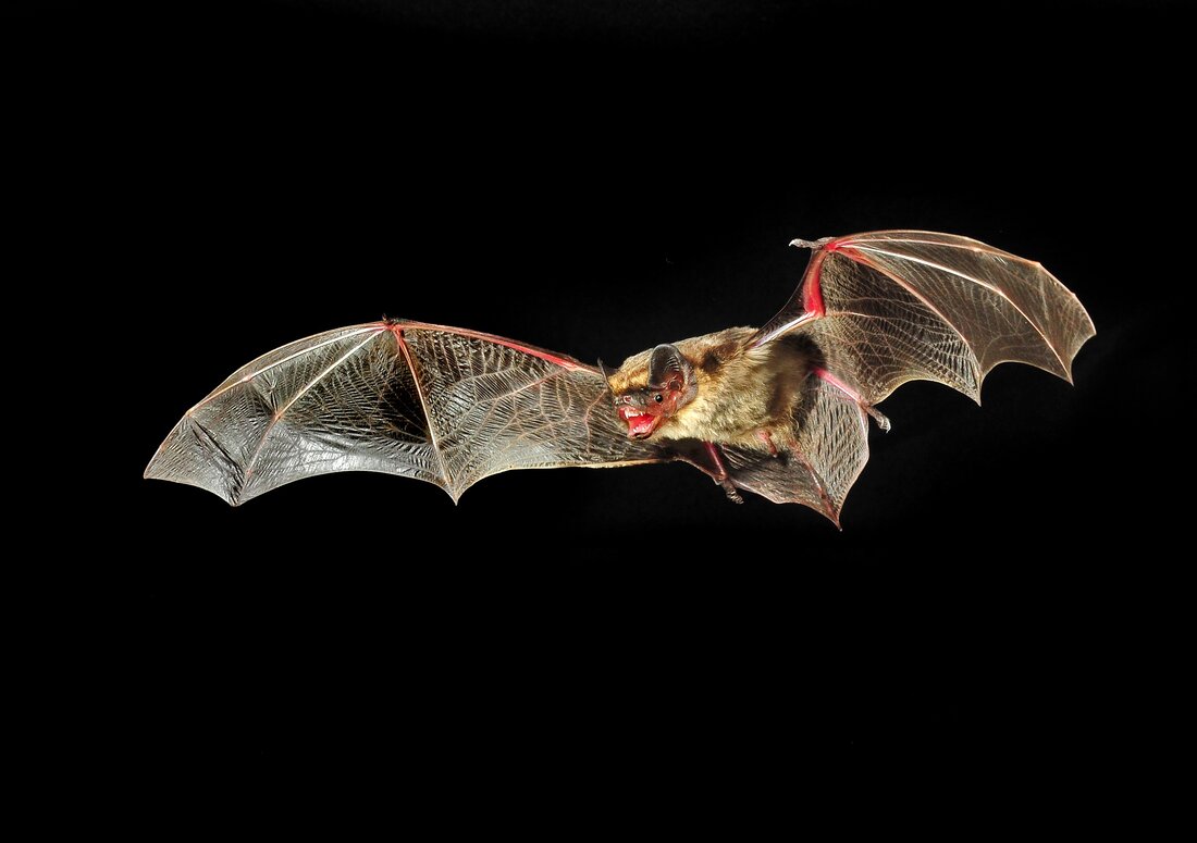 Im Bild ist eine Zweifarbfledermaus mit ausgebreiteten Flügelarmen im Flug zu sehen. Das Fell des Körpers ist hellbraun, Sie hat ihr Mäulchen geöffent, sodass man die Zähne sehen kann. Ihre großen runden schwarzen Ohren sind aufgerichtet. Die Flügelhäute glänzen durchscheinend. Sie erinnen an einen aufgespannten Schirm. Der Hintergrund ist schwarz.