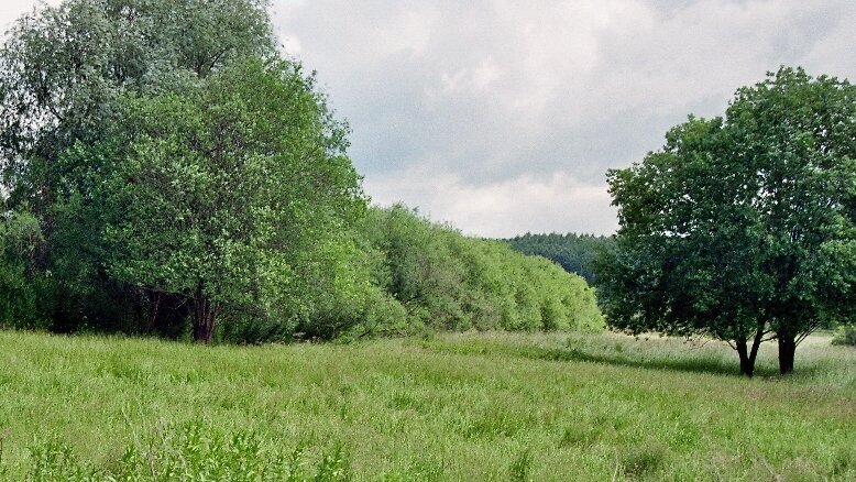 Gehölz