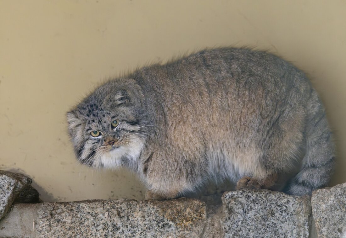 Eine Wildkatze sitzt auf einem grauen Stein mit dem Kopf nach links. Sie schaut in die Kamera. Ihr Fell ist flauschig und hellgrau, hellbraun gemischt. Sie hat einen dicken, breiten Kopf und eher kleinerre Ohren.