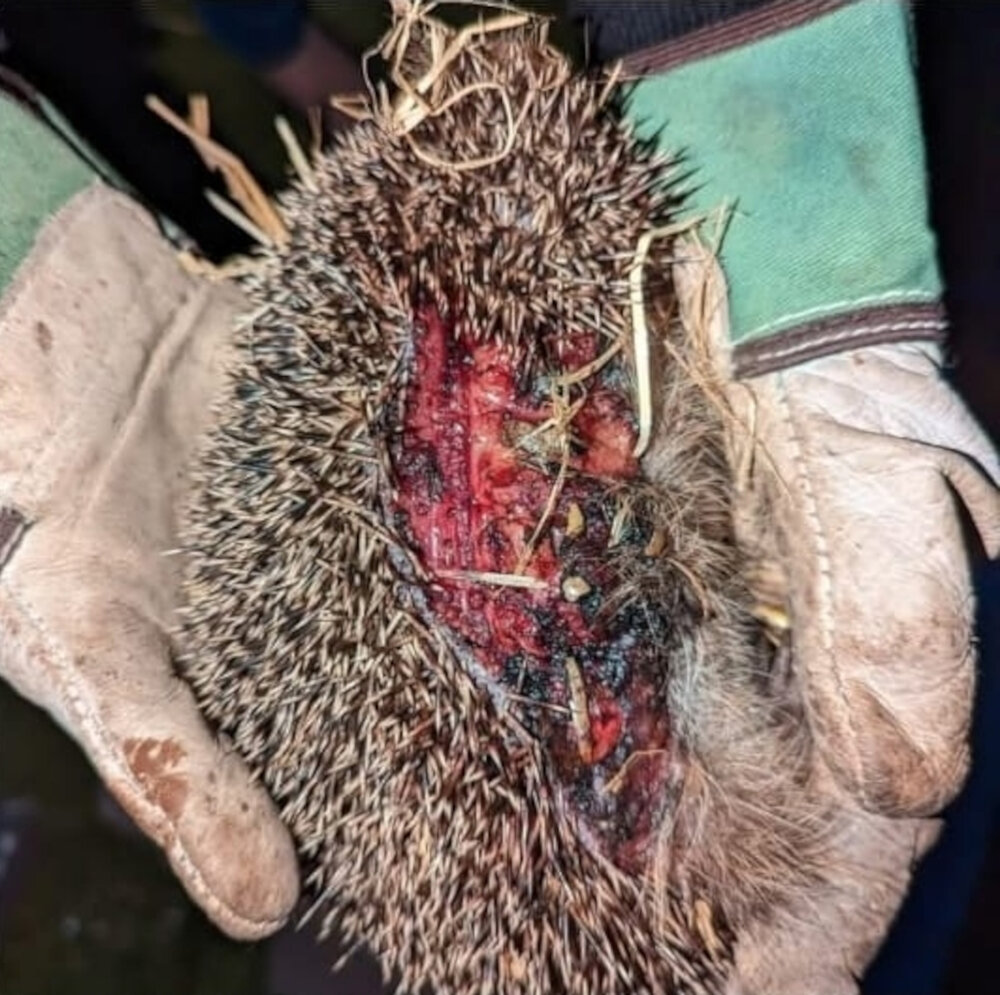 Igel, der von einem Mähroboter verletzt wurde
