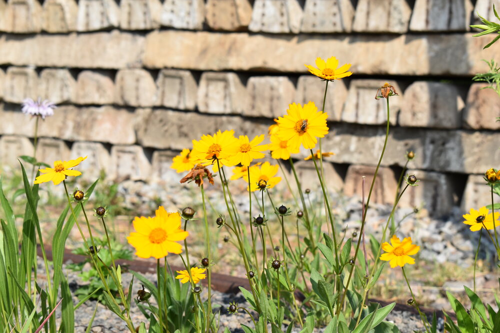  Im Vordergrund gelbe Blumen, im Hintergrund aufgestapelte Bahnschwellen.