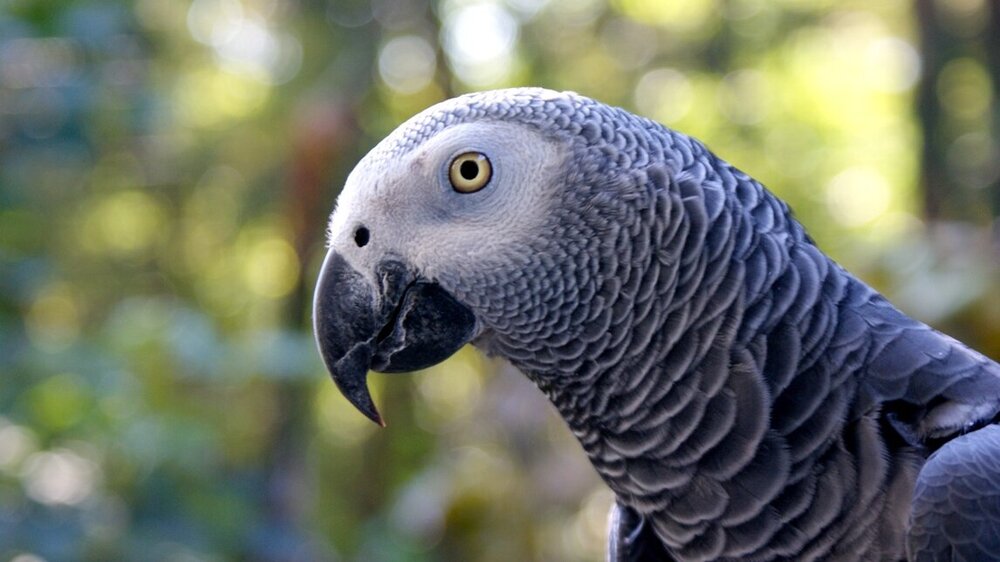 Graupapagei