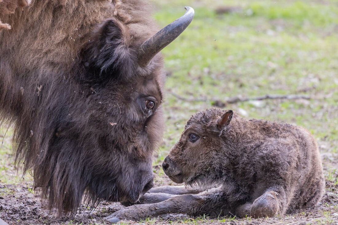 Im Bild sind ein Wisent-Muttertier mit ihrem Jungtier zu sehen. Das Kalb liegt mit angewinkelten Beinen auf dem Boden. Das große Wisent beugt seinen Kopf hinunter und beschnuppert das Kleine. Vom großen Wisent ist nur der Kopf im Bild. Er hat Hörner und zotteliges braunes Fell am Kinn. Beide schauen sich an und berühren sich fast mit ihren Nasen