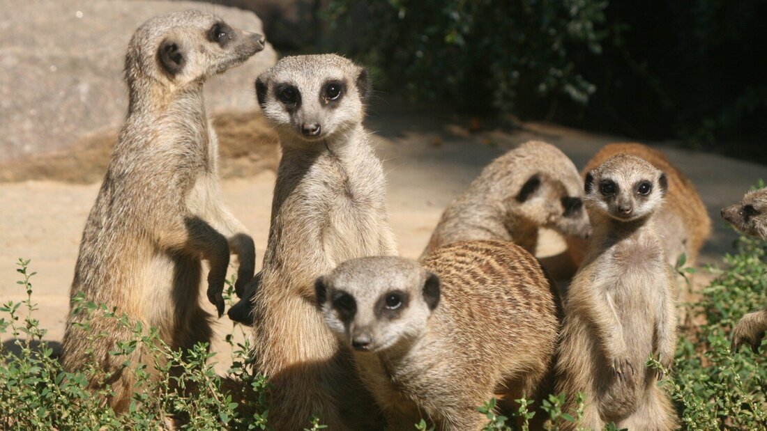 Erdmännchen im Tierpark