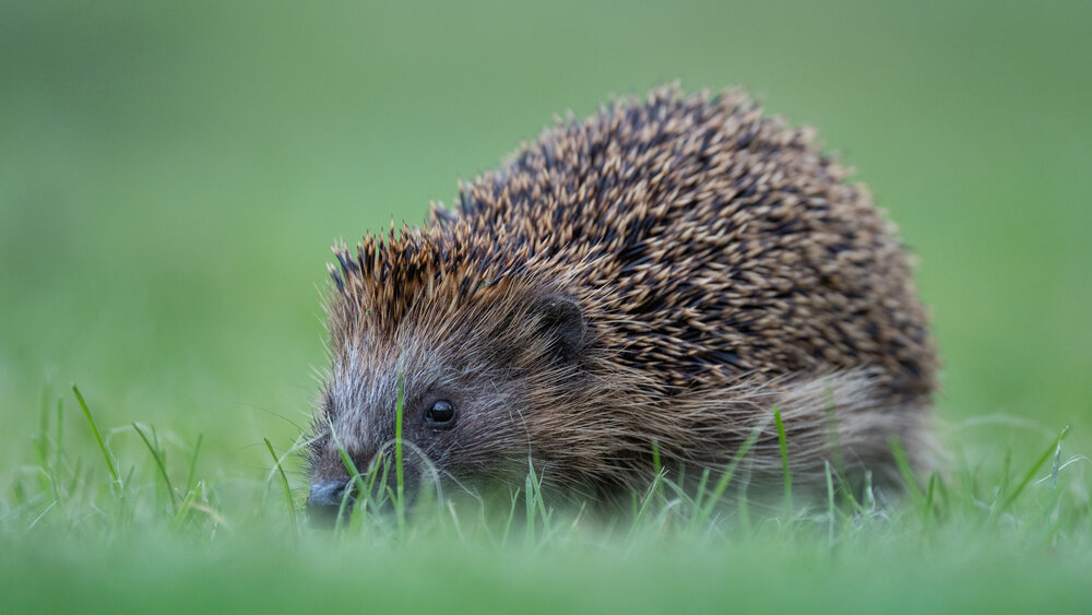 Igel auf einer Wiese
