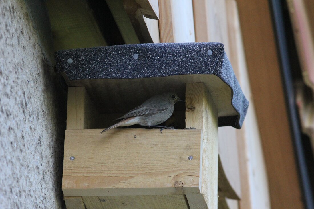 Im Bild ist ein Nistkasten aus hellem Holz mit einem dunklen Dach zu sehen. Im Fensterchen des Nistkastens hockt ein Vogel der Gattung Hausrotschwanz. Er schaut in den Nistkasten hinein.