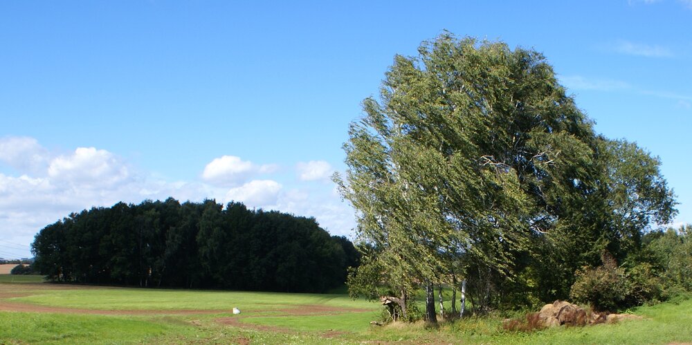 Baumgruppe