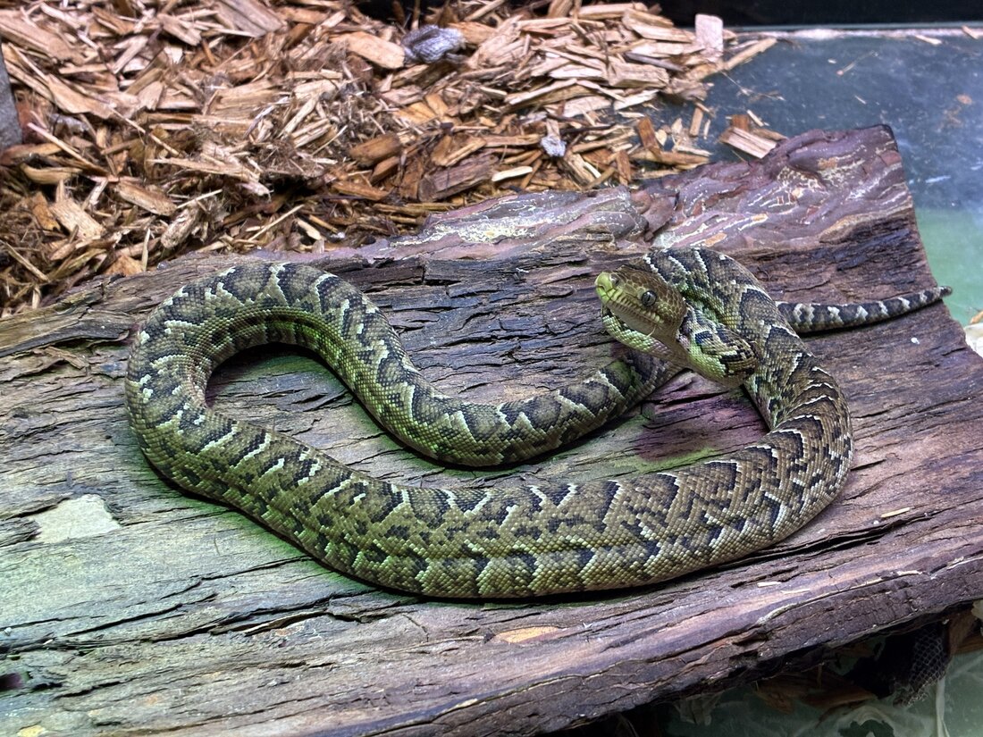 Tierpark Chemnitz: Breeding success with Cuban slender boas: Chemnitz.de