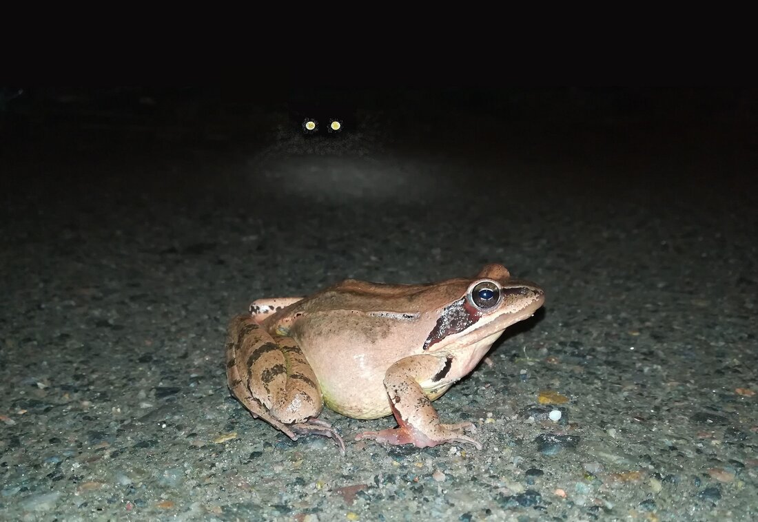 Fotomontage: Eine Amphibienart beim Überqueren einer Straße