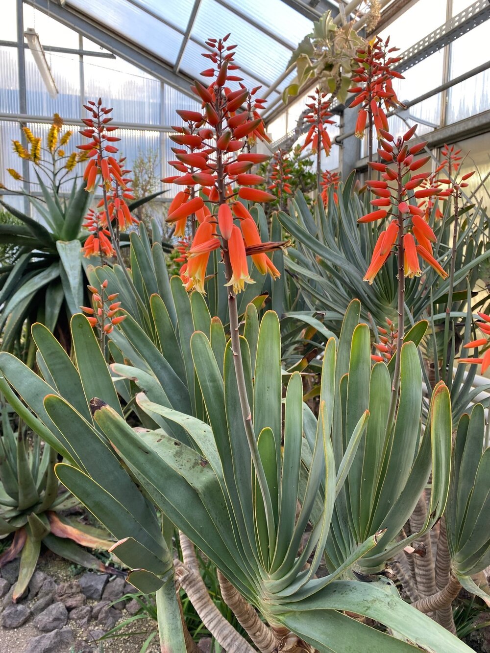 Eindruck aus dem Sukkulentenhaus mit Kumara plicatilis (L.) G.D.Rowley
