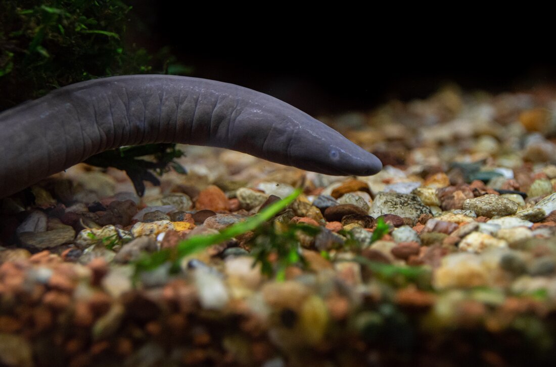 Im Bild ist eine Kolumbianische Schwimmwühle zu sehen, die von links ins Bild schwimmt. Das Tier hat eine graue Färbung und erinnert in seiner Form an einen Aal. Am Grund sind verschiedenfarbige kleine Kieselsteine. Der Hintergrund ist schwarz.