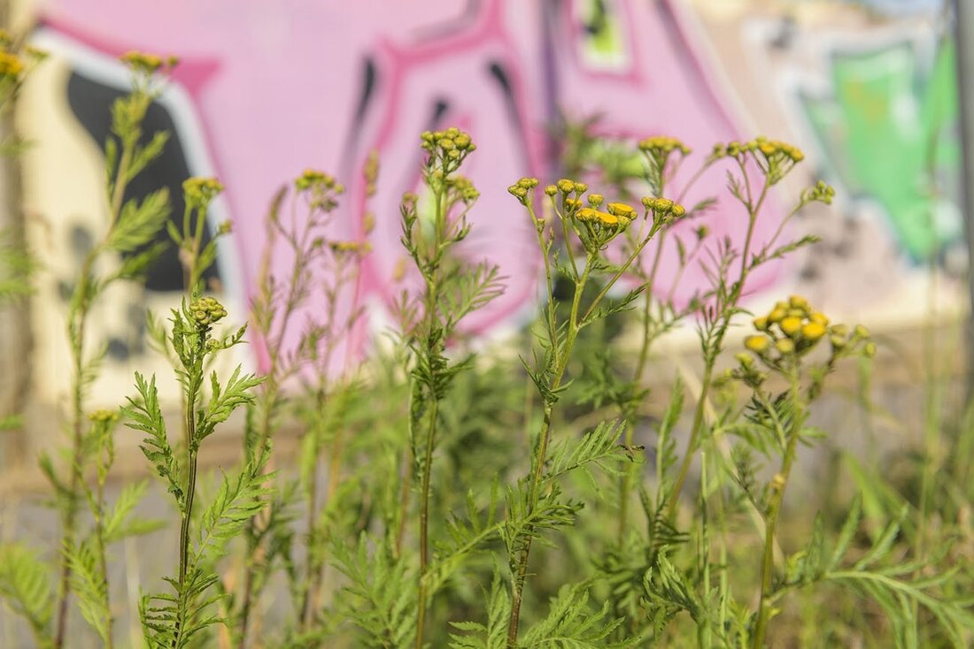 „Ein Farn, der kein Farn ist“ Tanacetum vulgare L. – Rainfarn. Seine gefiederten Blätter, die denen des Wurmfarns ähneln, führten vermutlich zu seinem Namen Rainfarn.
