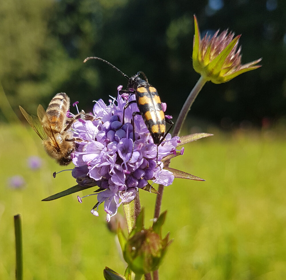 Succispflanze mit Insekten