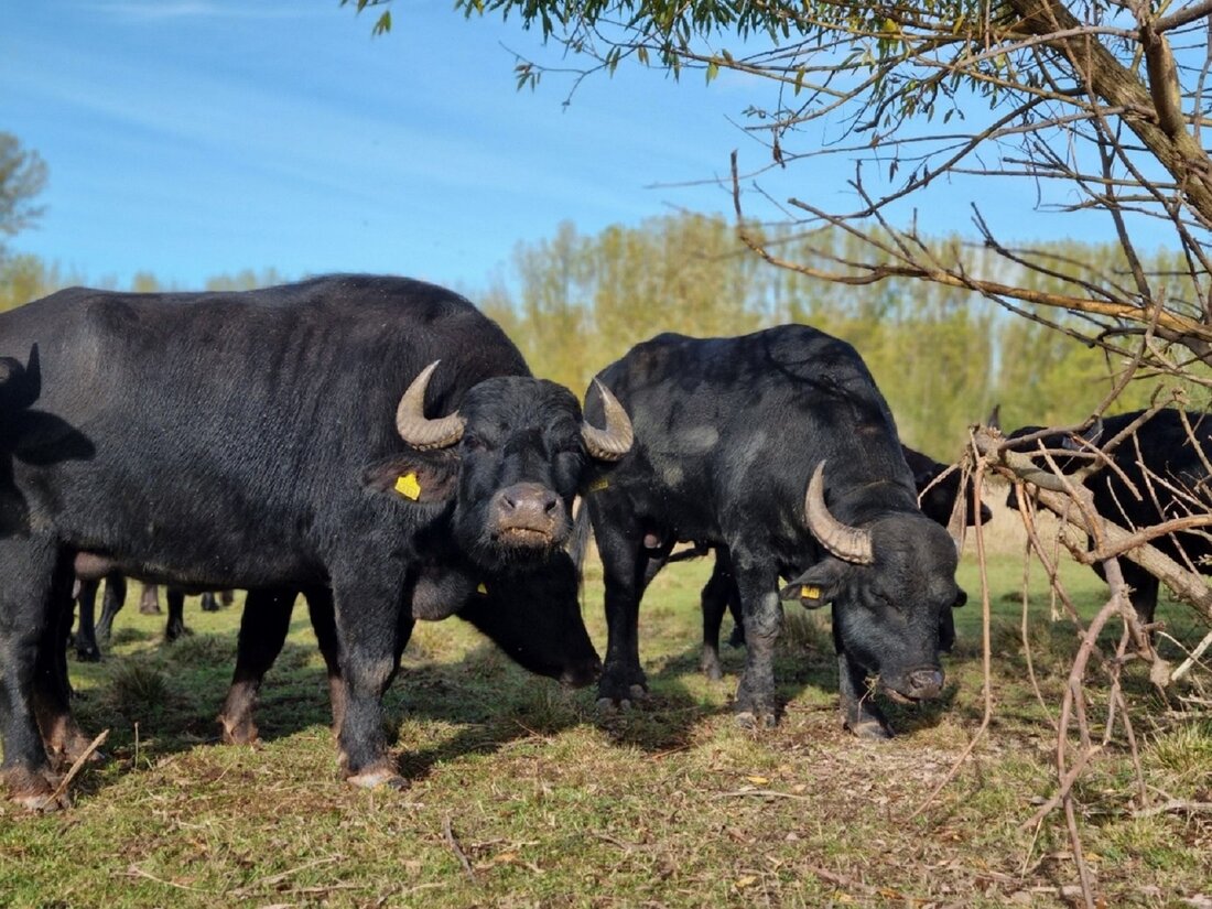 Zwei Wasserbüffel grasen auf einer Wiese.