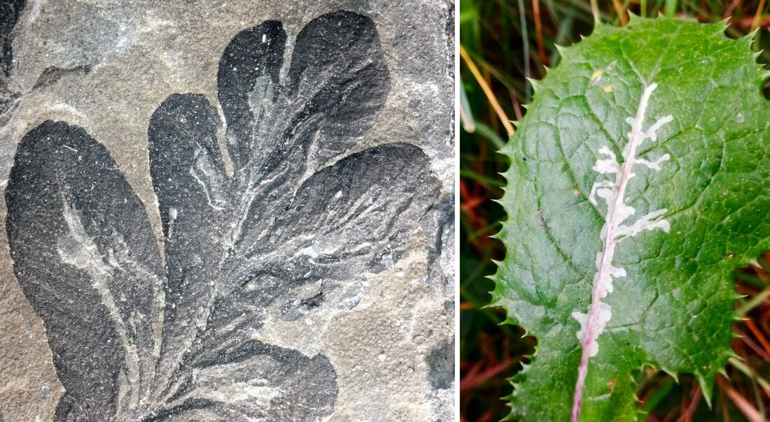 Im Bild sind zwei Fotops nebeneinander zu sehen. Im linken Bild ist ein fossiles Blatt zu sehen, ein grauer stein, in dem sich ein dunkelgraues Blatt abzeichnet. In der Mitte des Blattes sind weiße Ablagerungenzu erkennen, die auf einen Insektenbefall deuten lassen. Im rechten Bild ist ein grünes Blatt zum Vergleich abgebildet, in der Mitte des Blattes ist ein ähnlicher weißer Insektenbefall zu erkennen. 