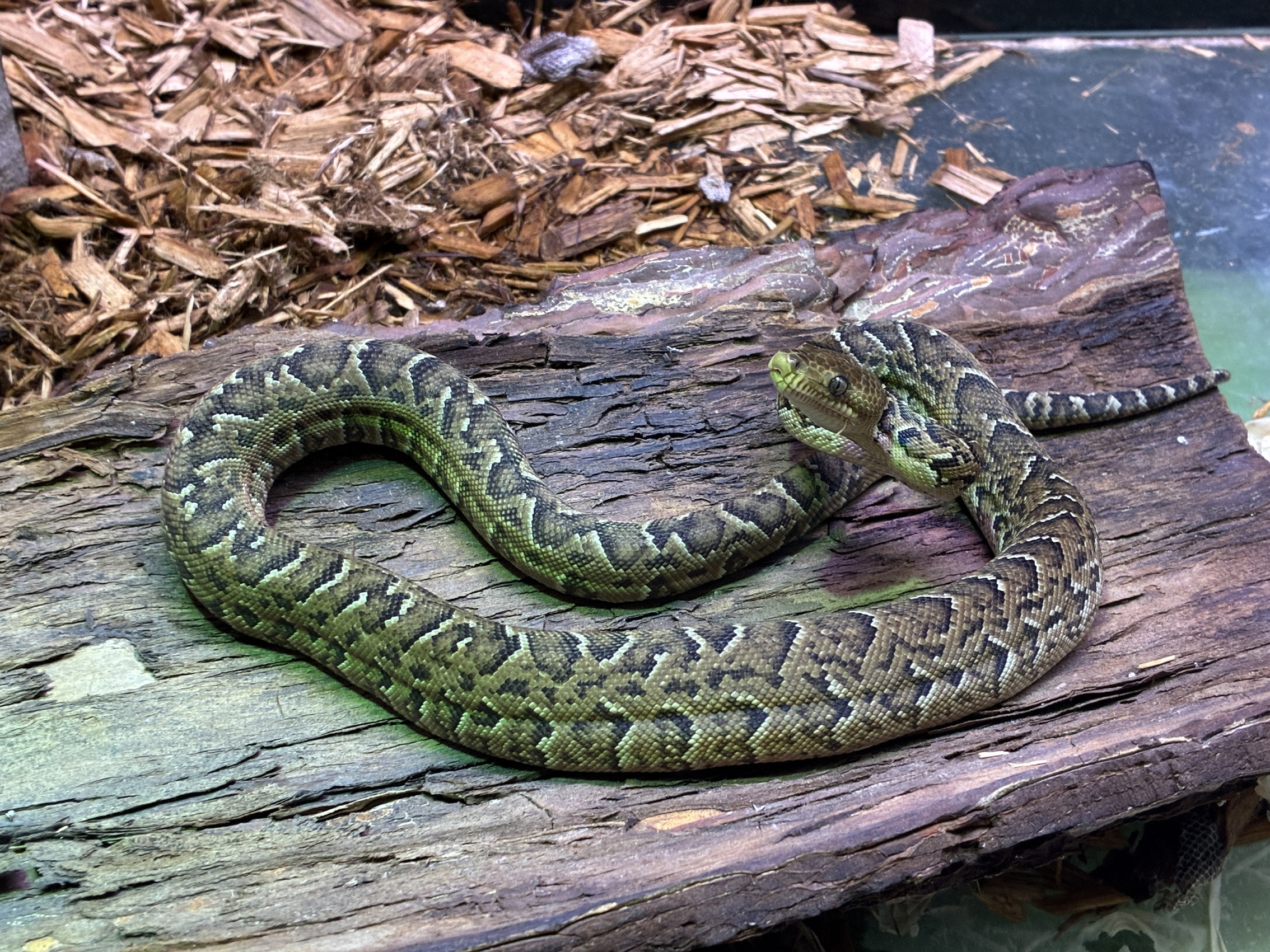 Tierpark Chemnitz: Breeding success with Cuban slender boas: Chemnitz.de