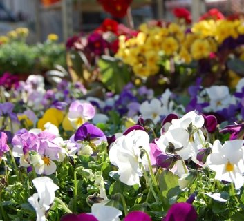 Pflanz- und Blumenmarkt