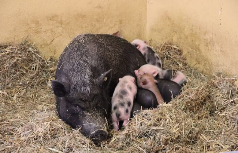 Nachwuchs bei den Minischweinen im Tierpark