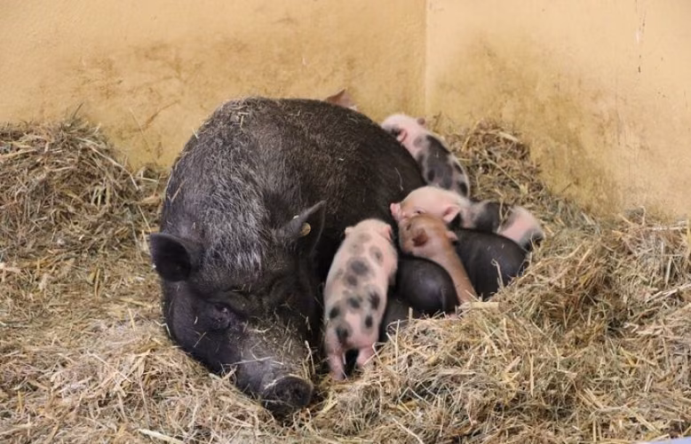 Nachwuchs bei den Minischweinen im Tierpark