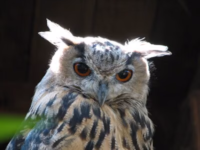 Uhu im Wildgatter Oberrabenstein