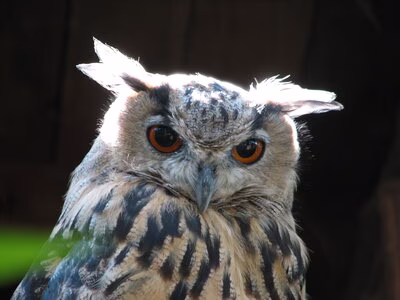 Uhu im Wildgatter Oberrabenstein