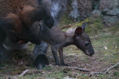 Ein Kängurujunges berührt mit den Vorderpfoten den weichen Waldboden, während die Kängurumutter nahe neben ihm steht.