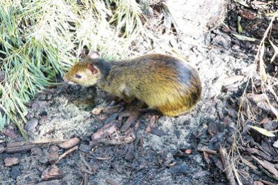 Schwarzrückenaguti im Tierpark Chemnitz