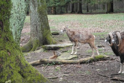 Mufflon mit Lämmern im WIldgatter Oberrabenstein