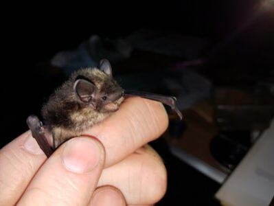 Nordfledermaus