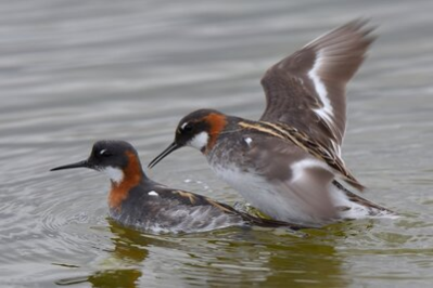 Odinshühnchen bei der Paarung