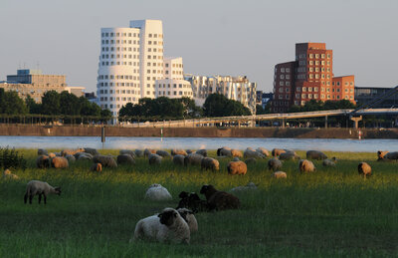 Düsseldorf, Rheinufer, Blick auf Gehry Bauten