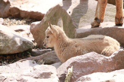 Steinbock-Nachwuchs im Tierpark Chemnitz
