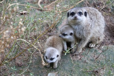 Erdmännchen-Nachwuchs im Tierpark
