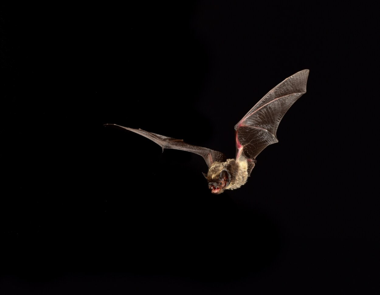 Zweifarbfledermaus
