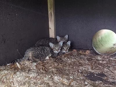 Im Bild sind 3 junge Wildkatzen zu sehen, die sich in einer Ecke hintereinander und aneinander kauern. Sie sind braun schwarz getigert und schauen wachsam - mit gespitzten Ohren - in die Kamera. Der Boden ist mit Holzh&auml;ckseln ausgestreut. Die W&auml;nde im Hintergrund sin dunkel, fast schwarz. Am rechten Rand ist ein Loch zu sehen, durch das die K&auml;tzchen rein und raus schl&uuml;pfen k&ouml;nnen.