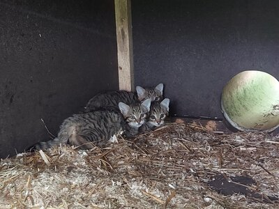Im Bild sind 3 junge Wildkatzen zu sehen, die sich in einer Ecke hintereinander und aneinander kauern. Sie sind braun schwarz getigert und schauen wachsam - mit gespitzten Ohren - in die Kamera. Der Boden ist mit Holzhäckseln ausgestreut. Die Wände im Hintergrund sin dunkel, fast schwarz. Am rechten Rand ist ein Loch zu sehen, durch das die Kätzchen rein und raus schlüpfen können.