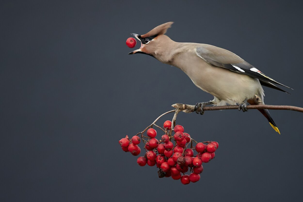 "Aufgeschnappt" - eines der 85 preisgekrönten "Glanzlichter der Naturfotografie" 2018