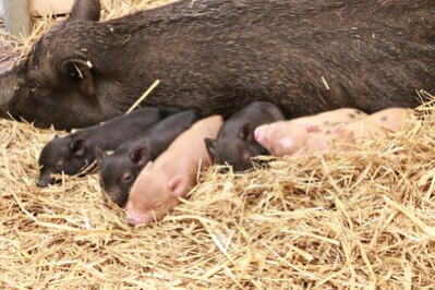 Minischwein-Mama Bärbel mit ihrem Nachwuchs