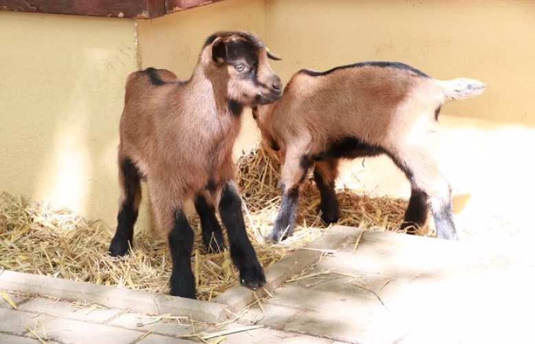Nachwuchs bei zwei Paarhufer-Arten im Tierpark Chemnitz
