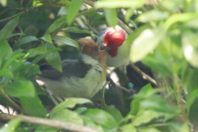 Graukardinal mit Nachwuchs im Tierpark Chemnitz
