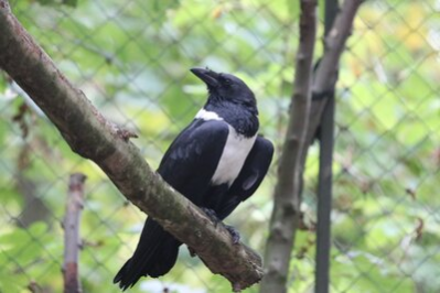 Schildrabenweibchen im Tierpark Chemnitz