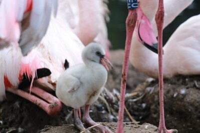 Rosaflamingo-Küken im Tierpark Chemnitz