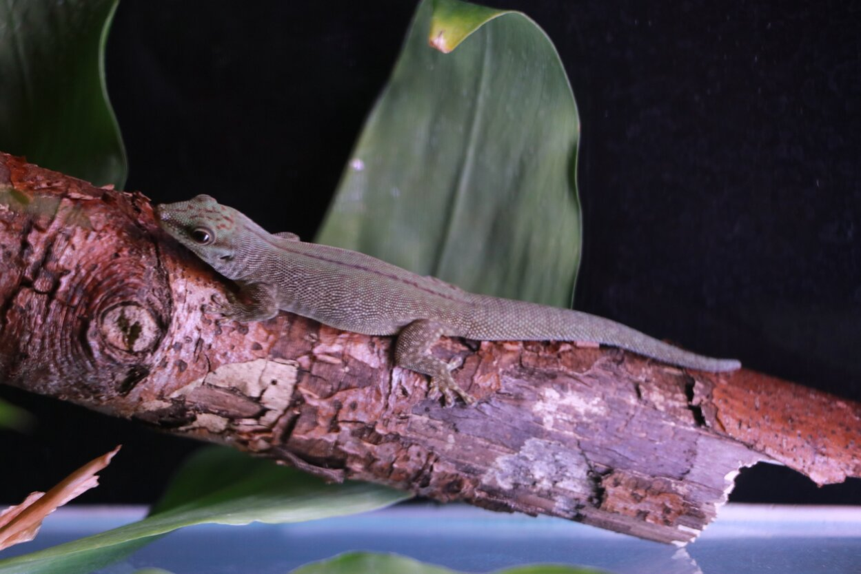 Assumption-Taggecko im Tierpark Chemnitz