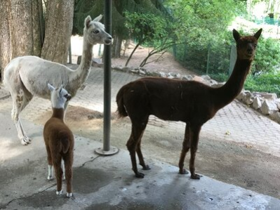 Alpakas mit Jungtier im Tierpark Chemnitz