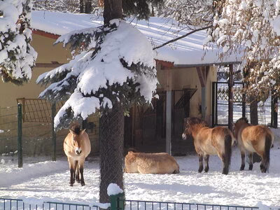 Przewalskipferde im Tierpark