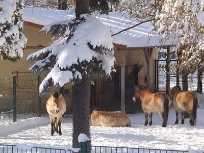 Przewalskipferde im Tierpark